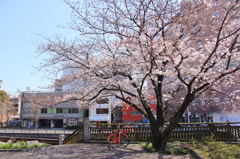 桜の木下で