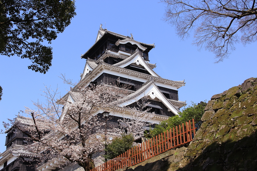 桜と天守閣