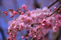花見