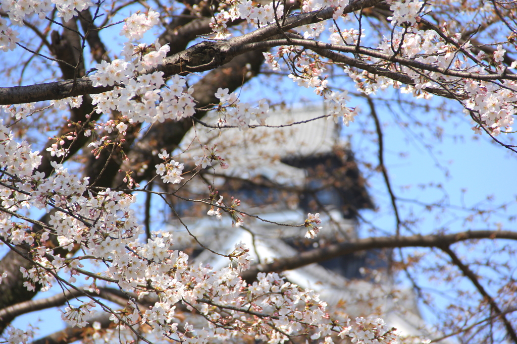 城桜