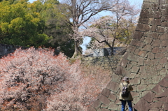 桜と人と城壁と