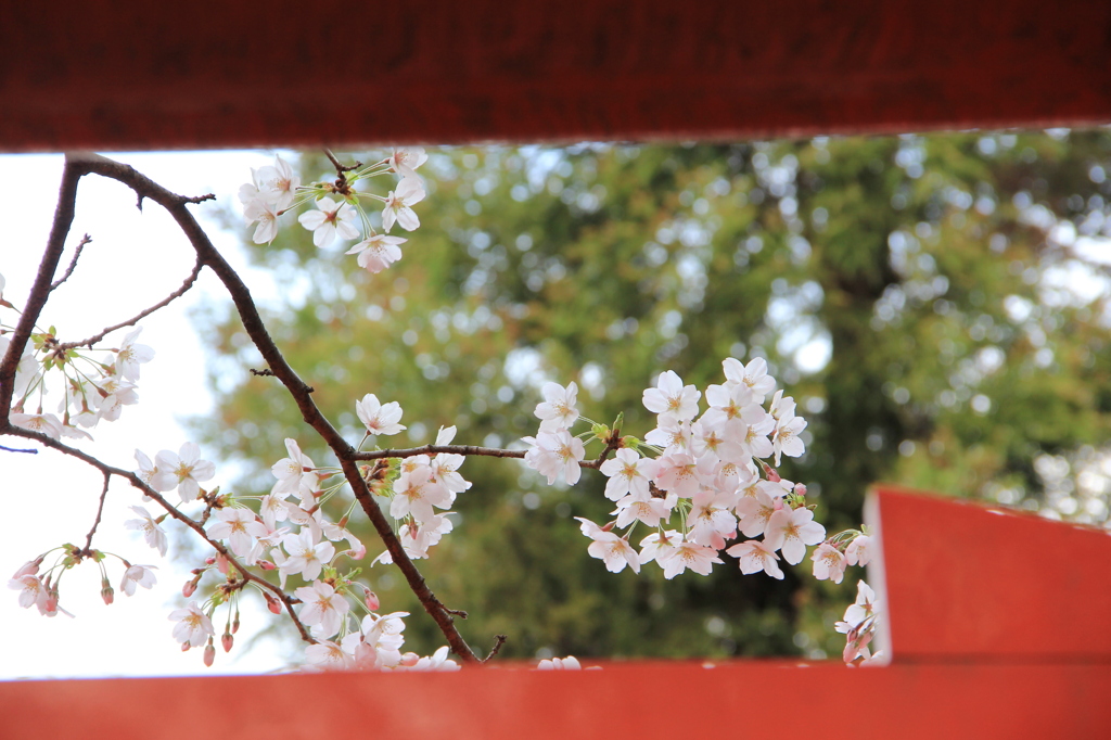 鳥居の隙間から