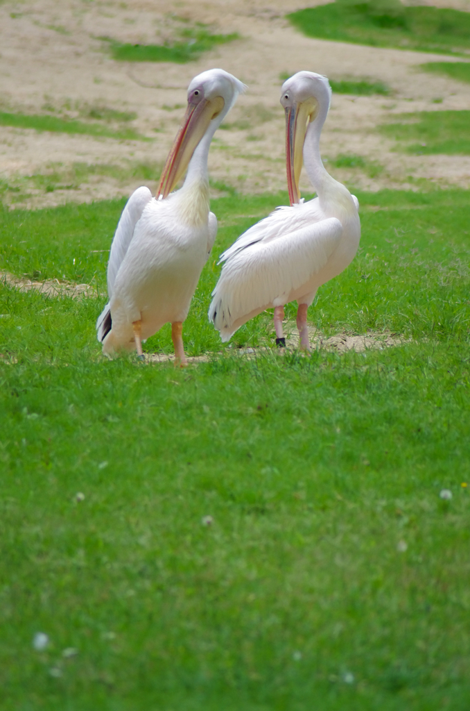 ペリカン便