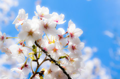 青空と桜