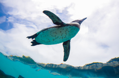 空飛ぶペンギン