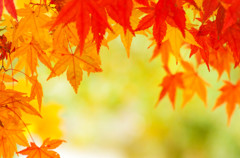 紅葉のトンネル