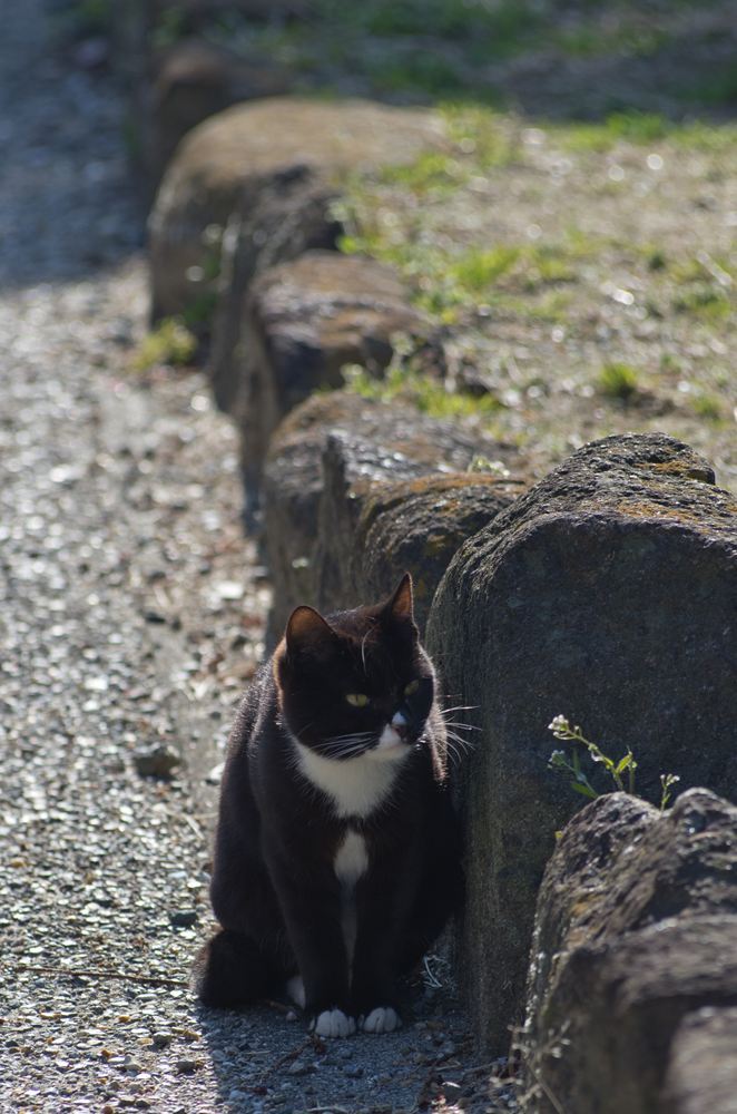 野良猫　黒