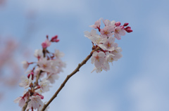 桜