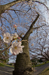 魚眼桜