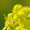 菜の花