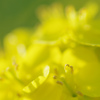 菜の花