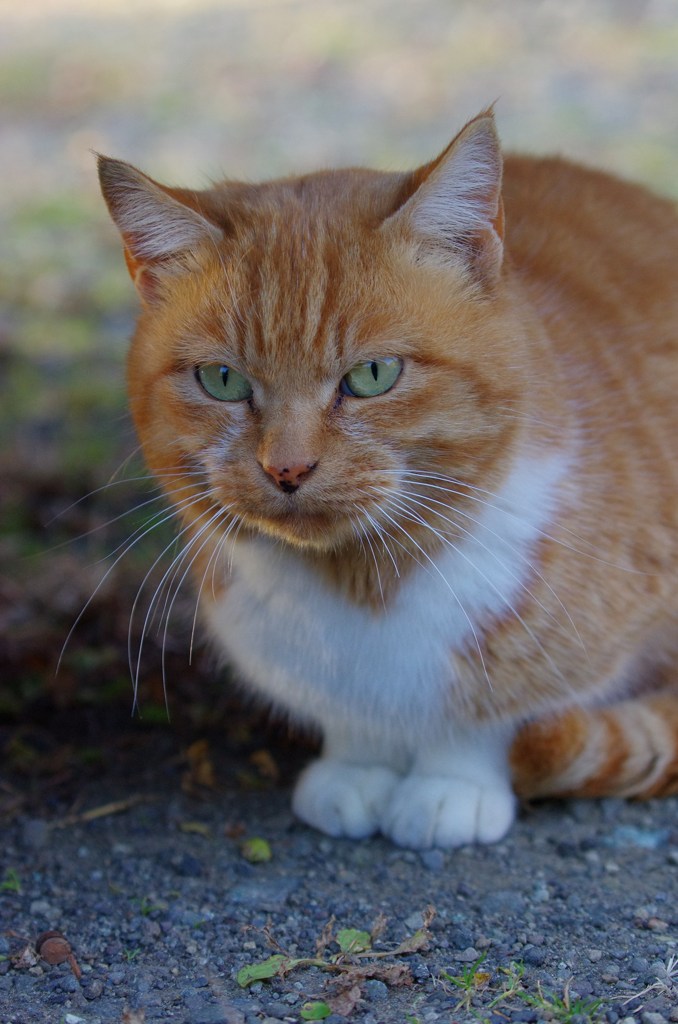 西湖で出会った猫