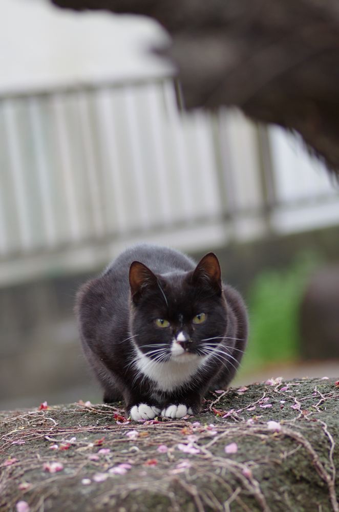 野良猫