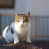 サバトラ白猫