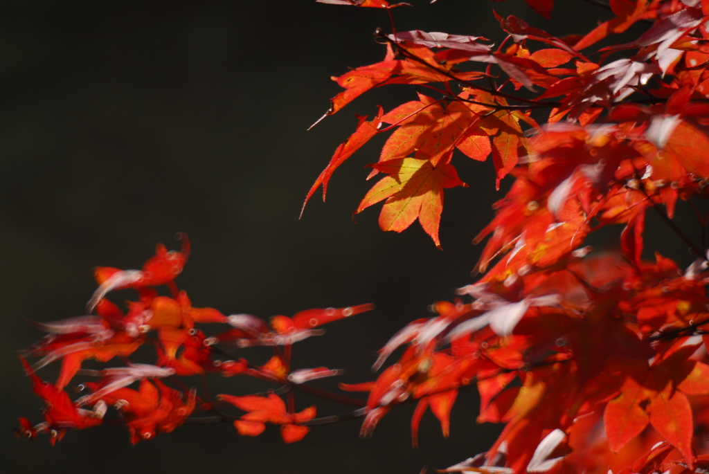 紅葉