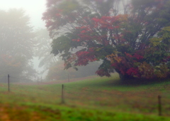 霧の七色大カエデ