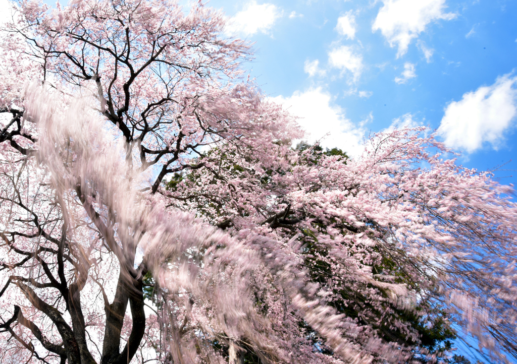 吉瀬のしだれ桜　２