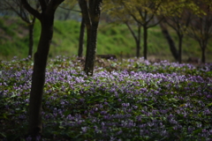 群生