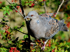 山鳩