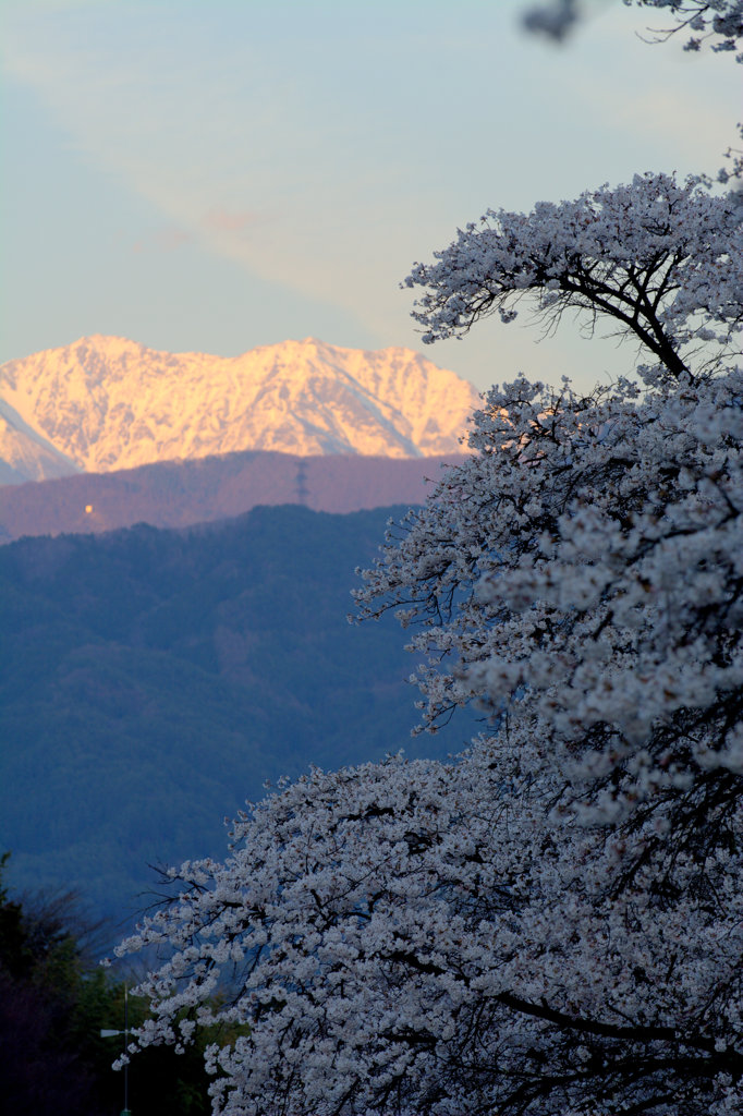 春の千丈岳