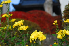 山寺の菊
