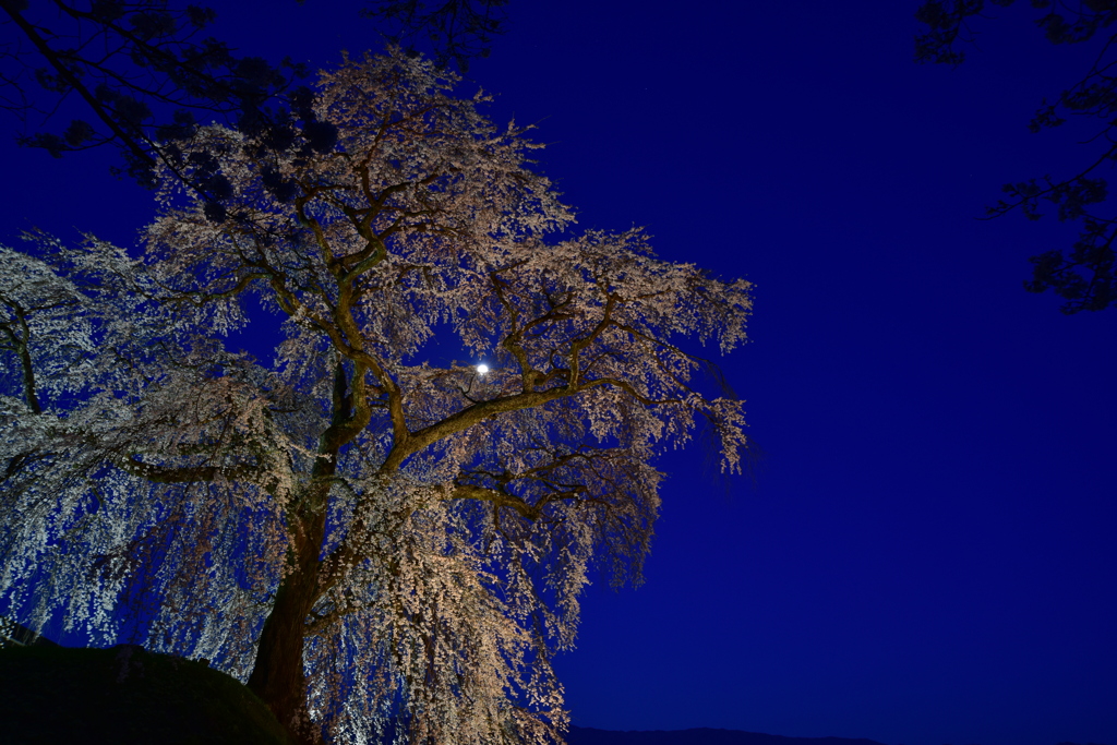 麻績の里 石塚桜