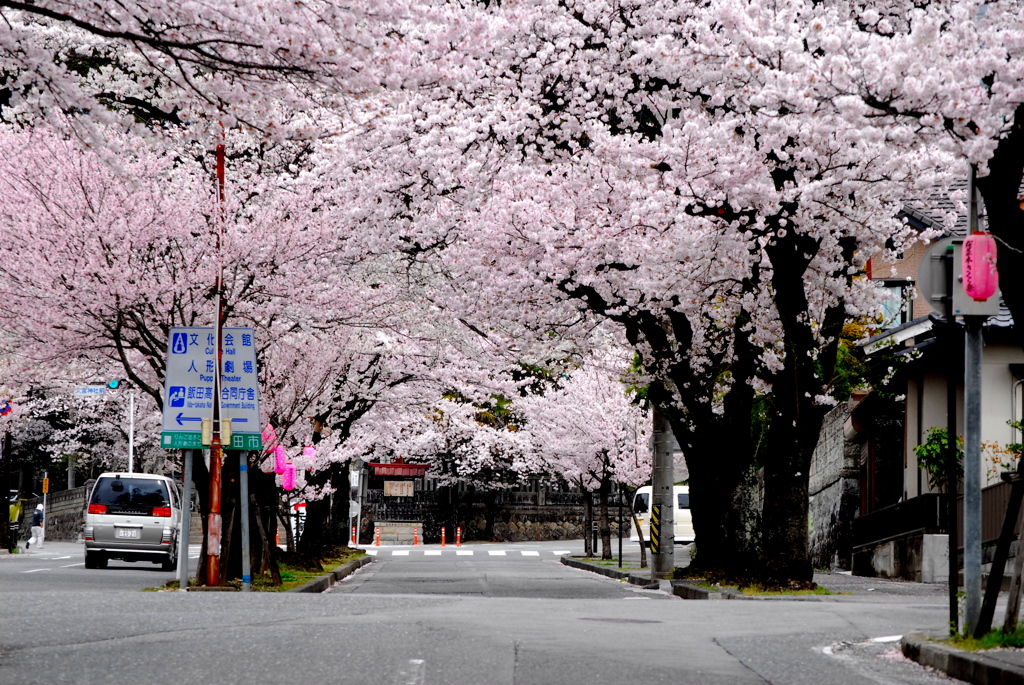 桜並木