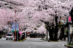 桜並木
