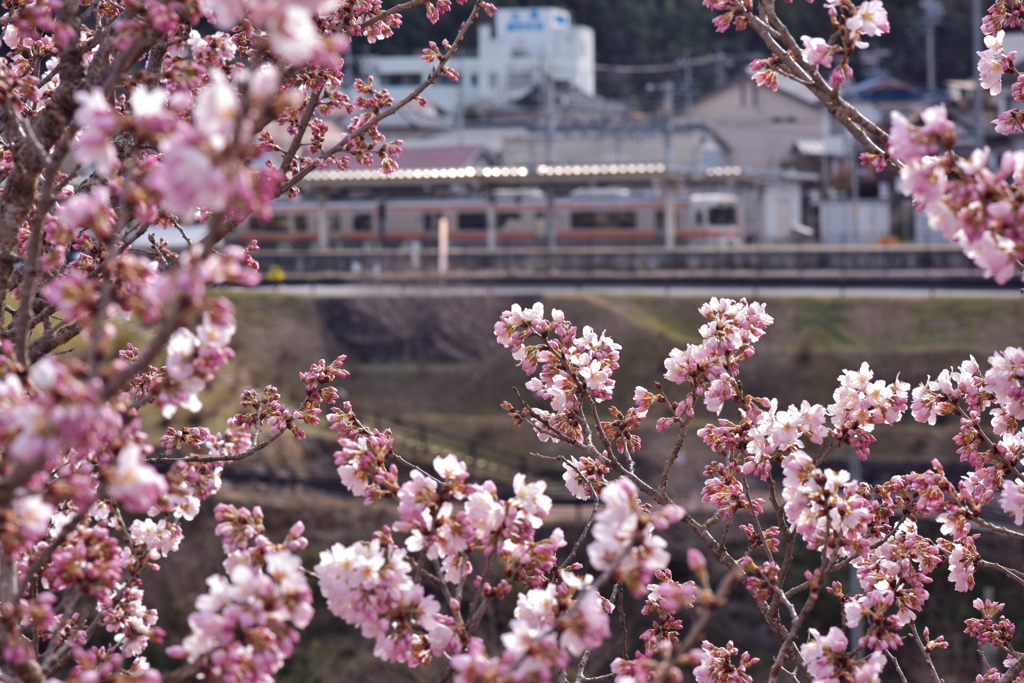 春めき桜 満開