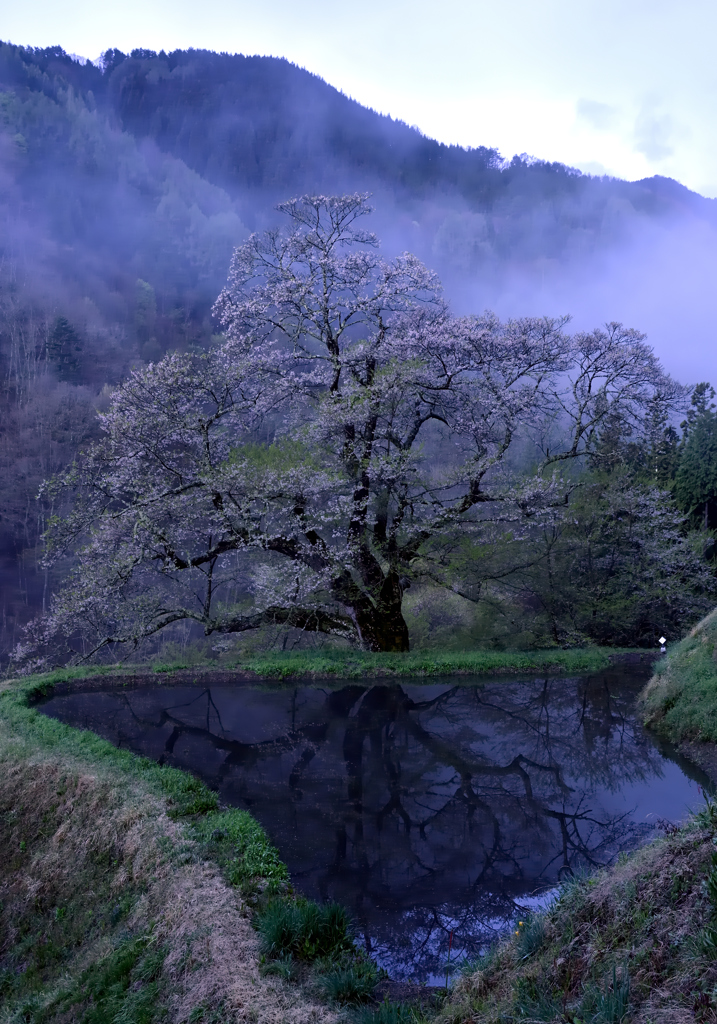 駒つなぎの桜 By きてれつさい Id 写真共有サイト Photohito