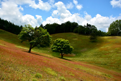 高原の牧場