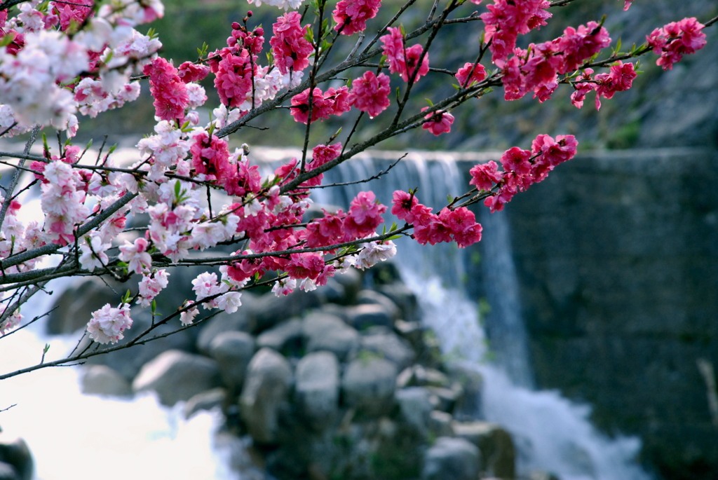 花桃