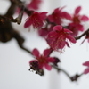 min盆栽　紅梅