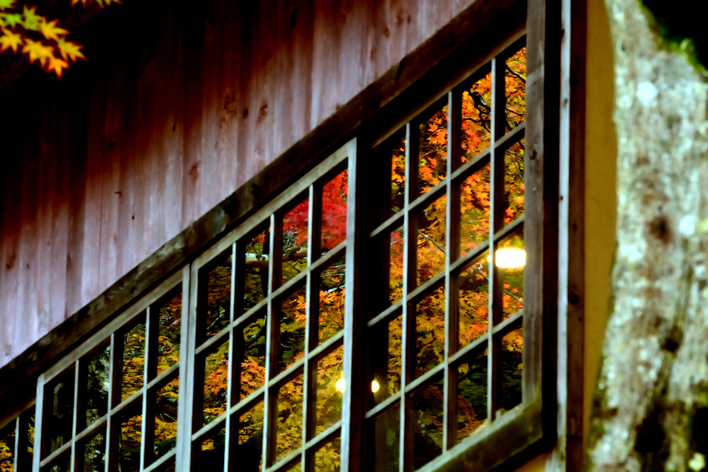 紅葉