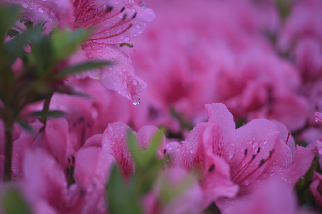 梅雨入り