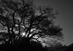 古桜シルエット