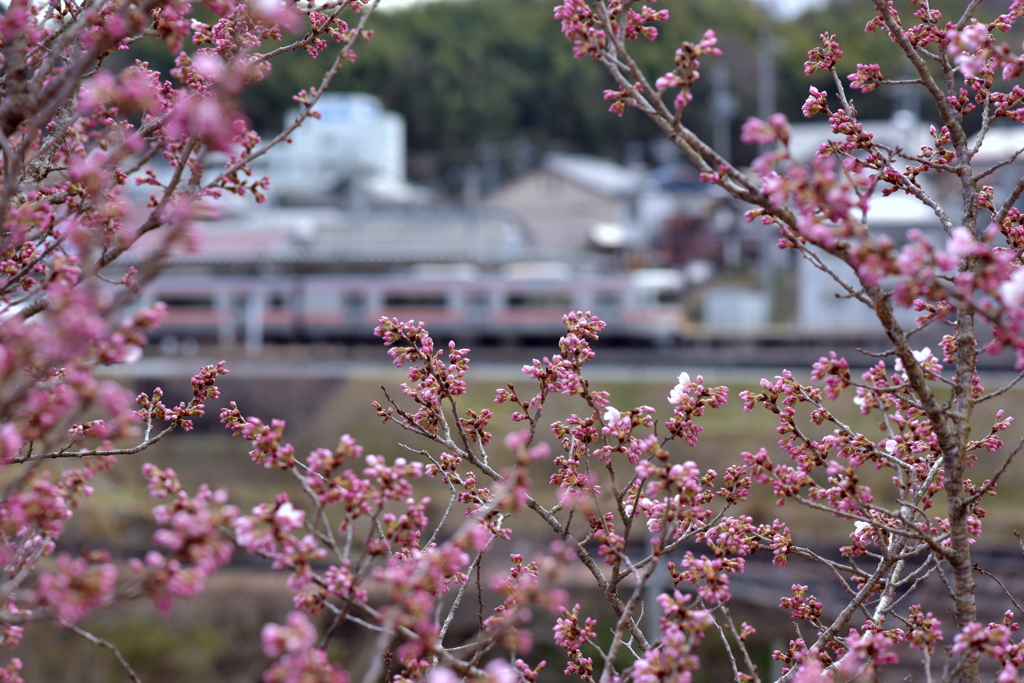 春めき桜