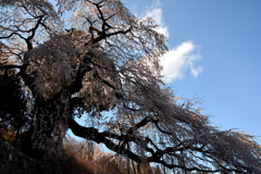 くよとの枝垂れ桜