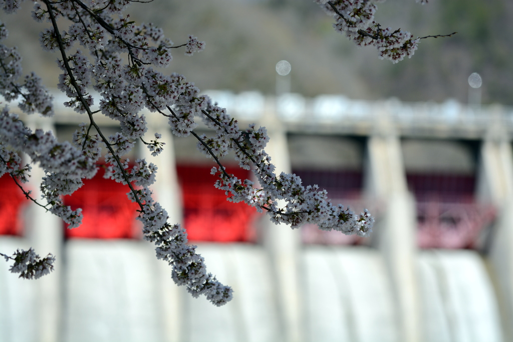 ダムと桜