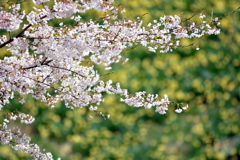 春花共演