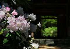 古刹の石楠花