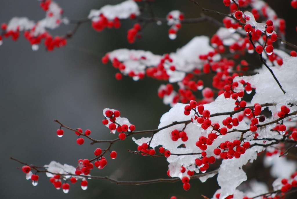 雪の朝