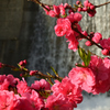 花桃の里　2