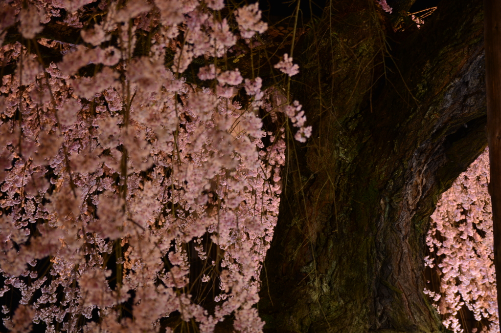 麻績の里舞台桜