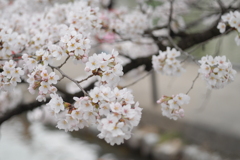 さくら
