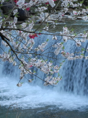水温む