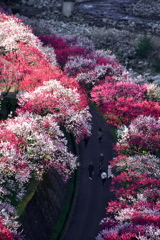 花桃の里