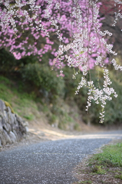 花びらの小路