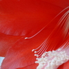 サボテンの花