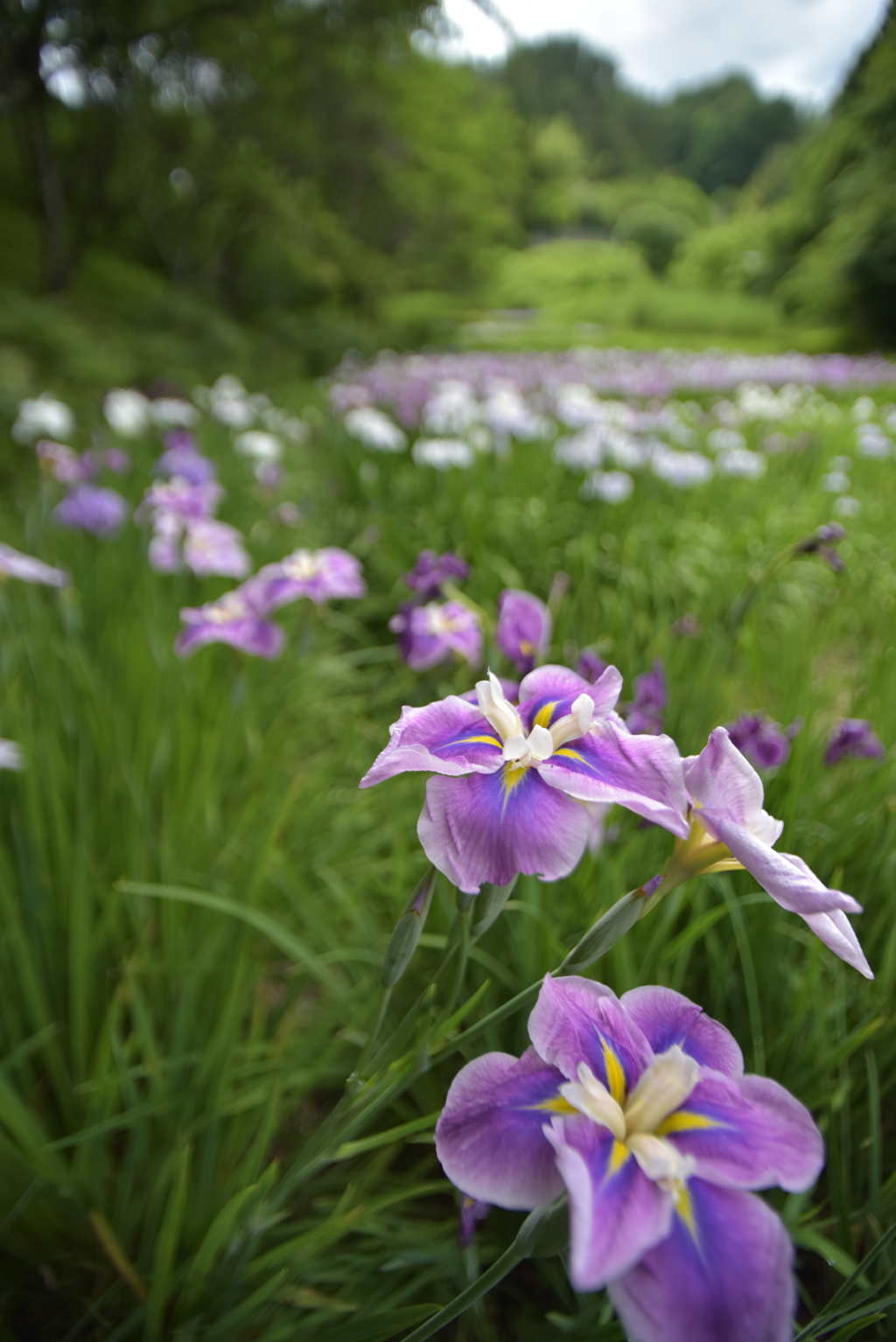 秘密の花園